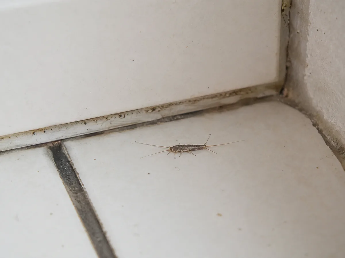 Silberfischchen in Bad oder Keller